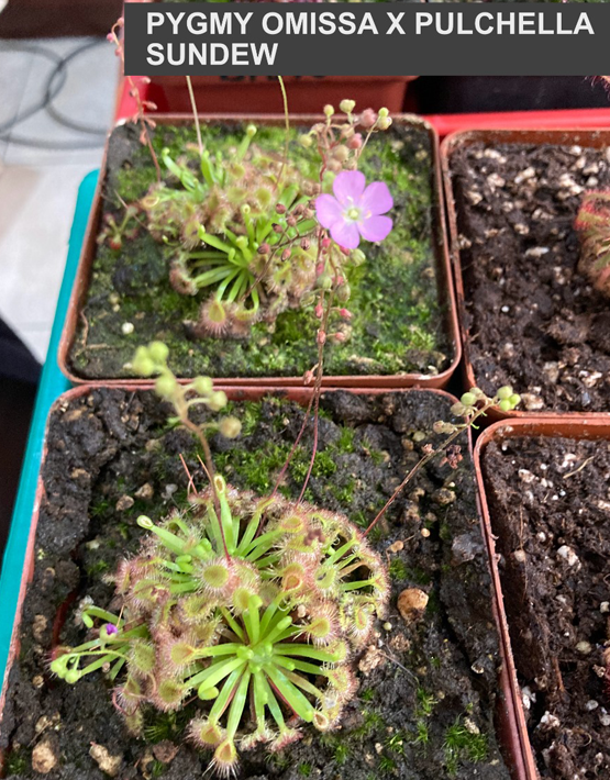 Sundews
