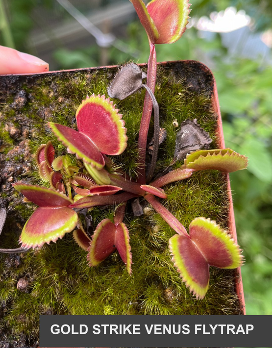 Venus Flytraps