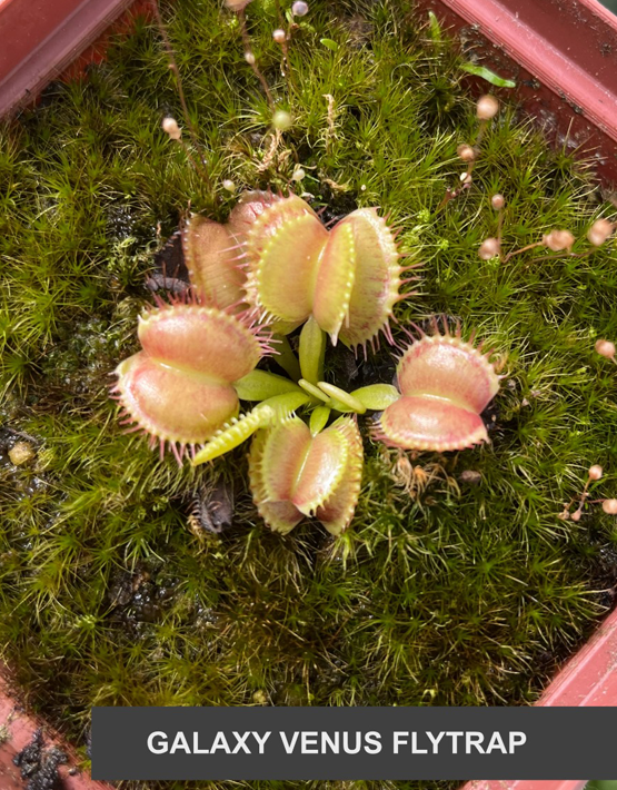 Venus Flytraps