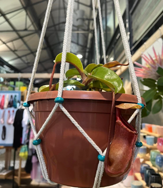 A variety of accessories Plant Accessories such as plastic pots