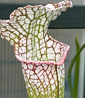 Growing Tips Growing and Caring tips