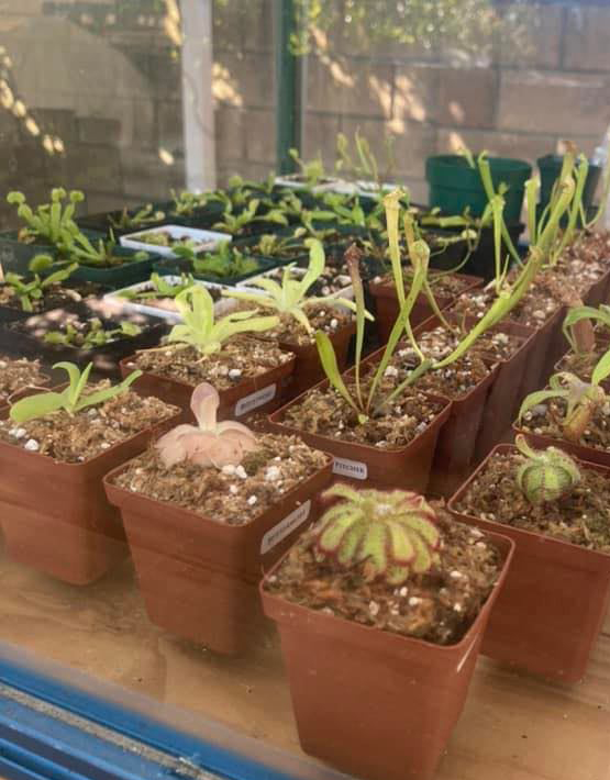  Plastic Plant Pots 