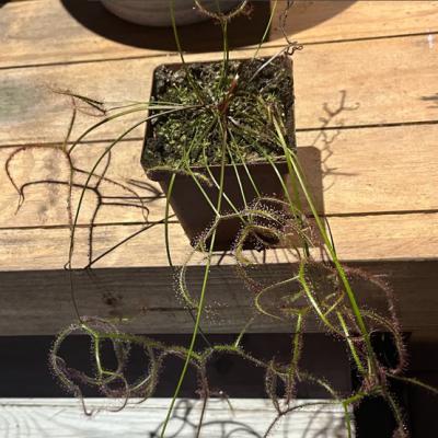 Sundew Plantivorous Pic1