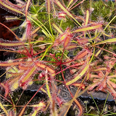 Sundew Plantivorous Pic9