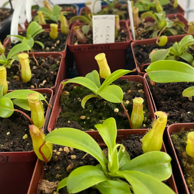 Tropical Pitcher Plantivorous Pic5