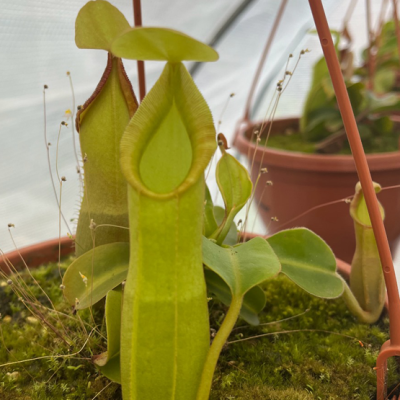 Tropical Pitcher Plantivorous Pic6