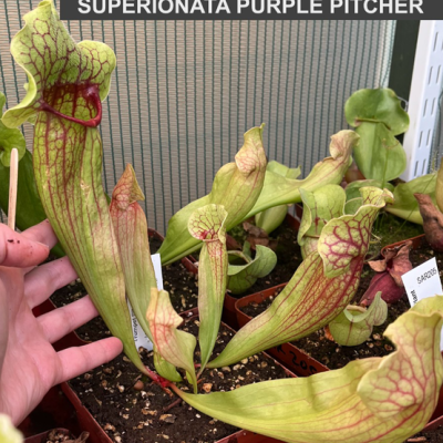 Pitcherplant Plantivorous Pic13