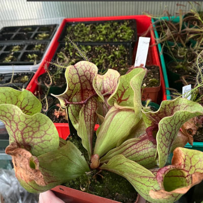 Pitcherplant Plantivorous Pic14