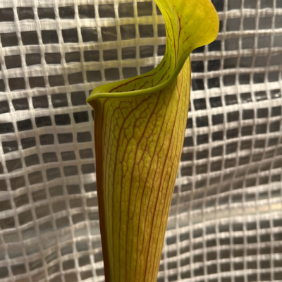 Pitcherplant Plantivorous Pic9