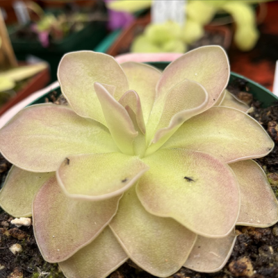 Butterworts Plantivorous Pic1
