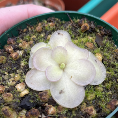 Butterworts Plantivorous Pic4