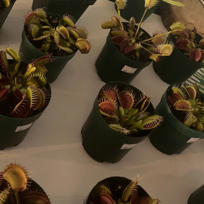 Venus Flytraps Plantivorous Pic11