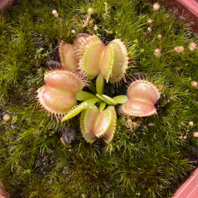 Venus Flytraps Plantivorous Pic9